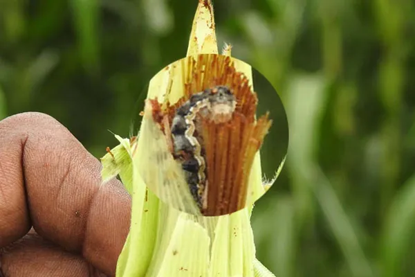 Golden corns are being attacked by american worms worries farmers  